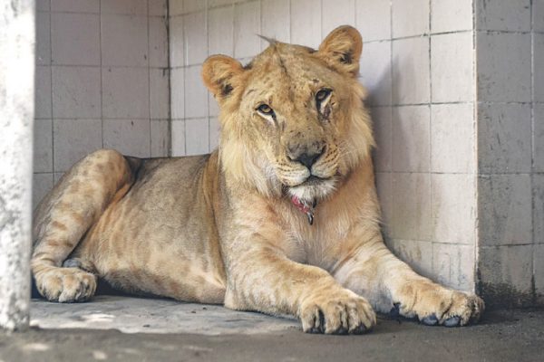 Karachi Zoo lone ‘beneficiary’ of dramatic lion rescue rescue . Karachi Zoo